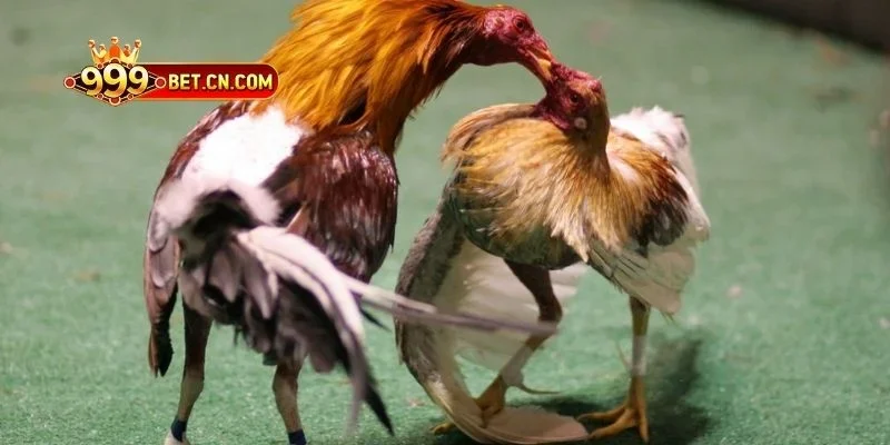 Lưu ý quan trọng khi trải nghiệm game đá gà 