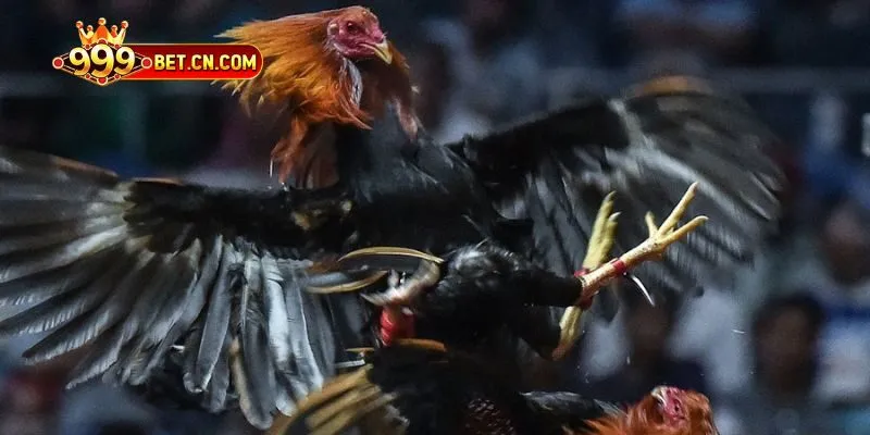 Chia sẻ góc nhìn thực tế và chiến thuật thi đấu hiệu quả